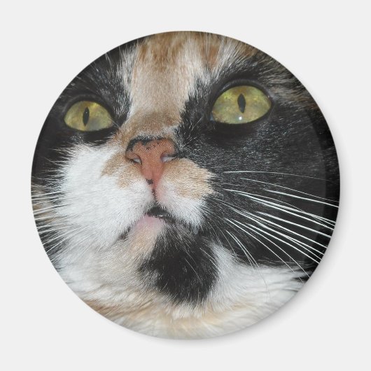Aimant Calico Cat (Devant)