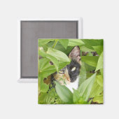 Aimant Calico Cat dans les Zinnias (Recto/Verso)