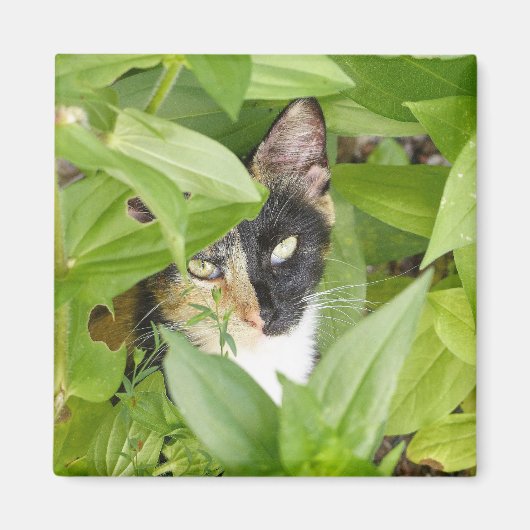 Aimant Calico Cat dans les Zinnias (Devant)