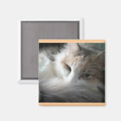 Aimant Calico endormi (Recto/Verso)