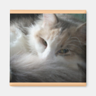 Aimant Calico endormi