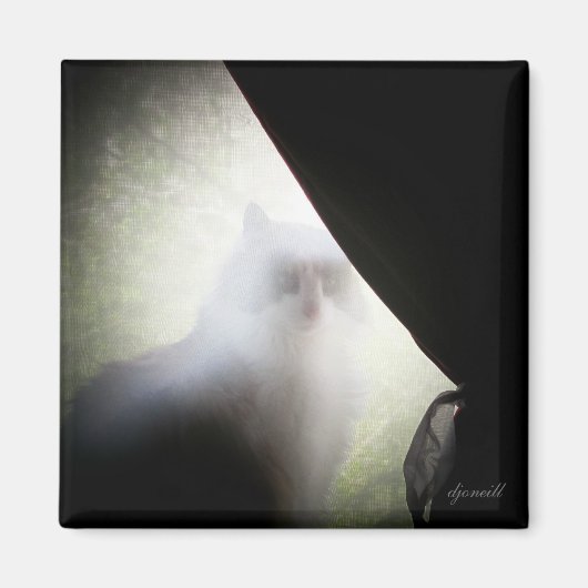 Aimant Calico Ghost Chat par djoneill (Devant)