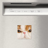 Aimant Calico Harlequin Perse (In Situ (Lave-vaisselle))