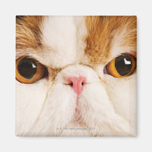 Aimant Calico Harlequin Perse