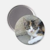 Aimant Calico Kitten (Recto/Verso)