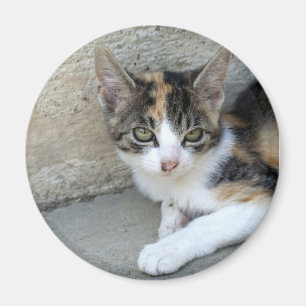 Aimant Calico Kitten