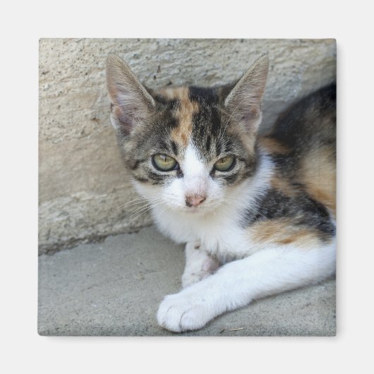 Aimant Calico Kitten (Devant)