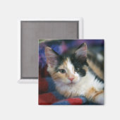 Aimant Calico Kitten, Plotting (Recto/Verso)