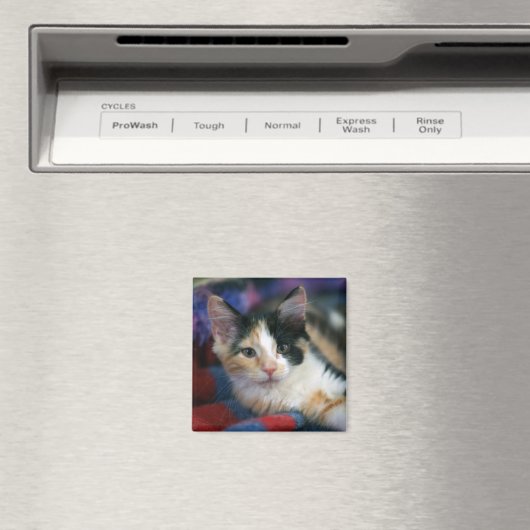 Aimant Calico Kitten, Plotting (In Situ (Lave-vaisselle))