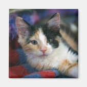 Aimant Calico Kitten, Plotting (Devant)