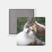 Aimant Calico Profite D'Une Attaque (Recto/Verso)