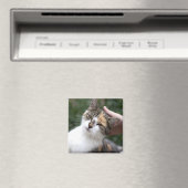 Aimant Calico Profite D'Une Attaque (In Situ (Lave-vaisselle))