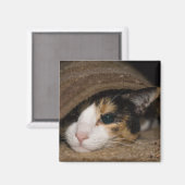 Aimant Calico Taco (Recto/Verso)