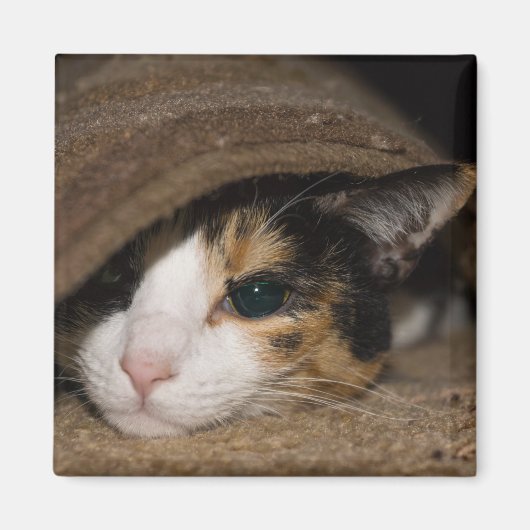 Aimant Calico Taco (Devant)