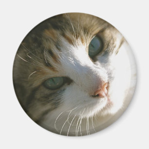 Aimant Calico Tiger
