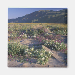 Aimant Californie, Anza-Borrego Desert SP, Sable