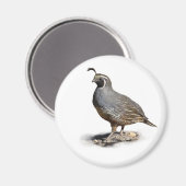 AIMANT CALIFORNIE QUAIL (Recto/Verso)