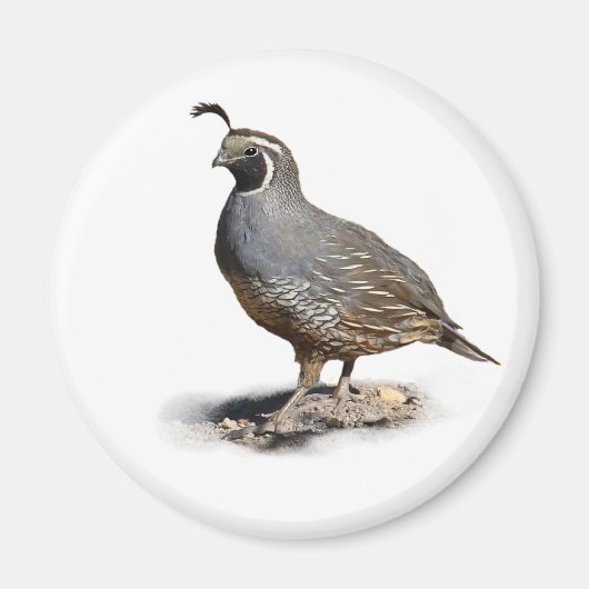 AIMANT CALIFORNIE QUAIL (Devant)