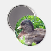 Aimant Call Duck Drake (Recto/Verso)