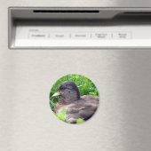 Aimant Call Duck Drake (In Situ (Lave-vaisselle))