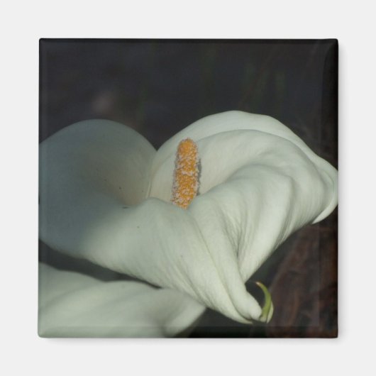 Aimant Calla Lily Dawn (Devant)