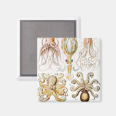Aimant Calmar de poulpe, Gamochonia, par Ernst Haeckel (Recto/Verso)