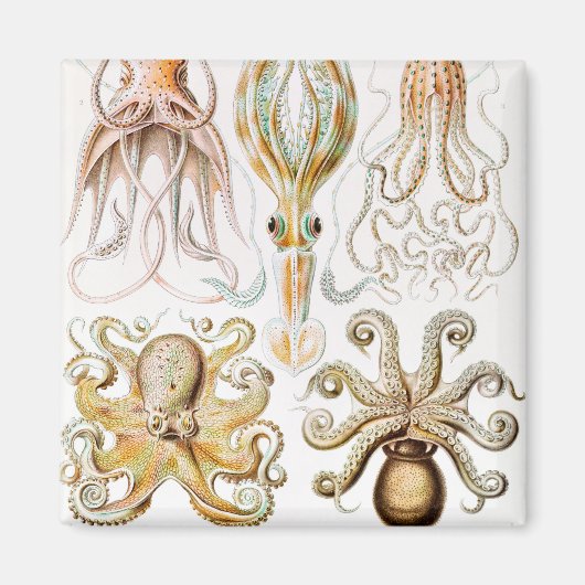 Aimant Calmar de poulpe, Gamochonia, par Ernst Haeckel (Devant)