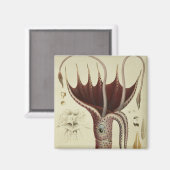 Aimant Calmar, Pl.2 de 'Histoire Naturelle (Recto/Verso)