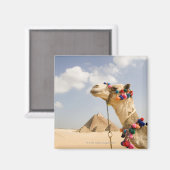 Aimant Camel avec Pyramides Gizeh, Egypte (Recto/Verso)
