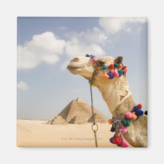Aimant Camel avec Pyramides Gizeh, Egypte (Devant)