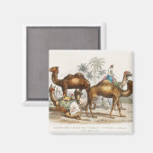 Aimant Camel Bactérien, Camel Arabe Ou Dromédaire, Rompu (Recto/Verso)