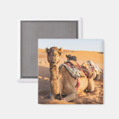 Aimant Camel dans le désert d'Oman (Recto/Verso)
