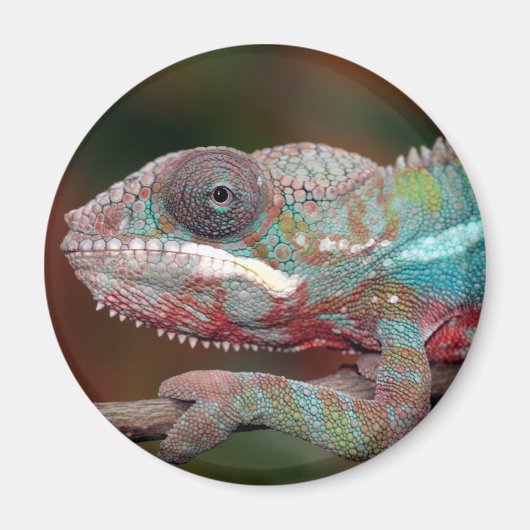 Aimant caméléon (Devant)