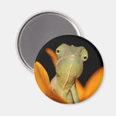 Aimant caméléon (Recto/Verso)