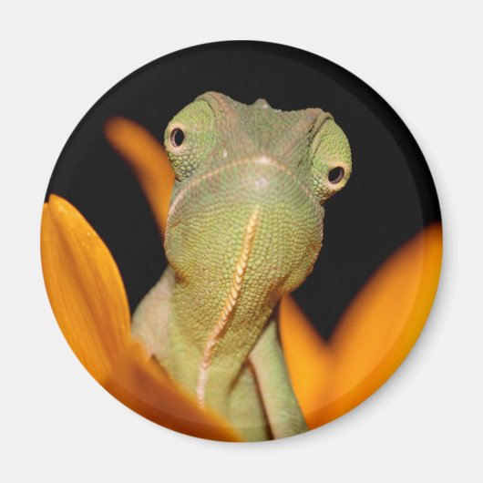 Aimant caméléon (Devant)