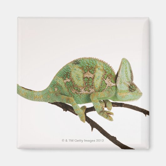 Aimant Caméléon aux couleurs vives avec caractéristique 2 (Devant)