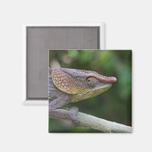 Aimant Caméléon éléphant, Madagascar (Recto/Verso)