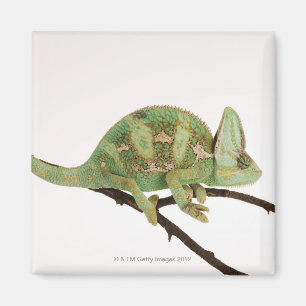 Aimant Caméléon hardiment coloré avec la caractéristi