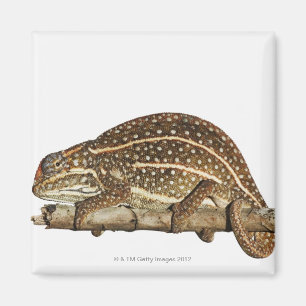 Aimant Caméléon orné de bijoux, le caméléon de Campa