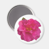 Aimant Camélia Réaliste Rose Fuchsia Fleurie (Recto/Verso)