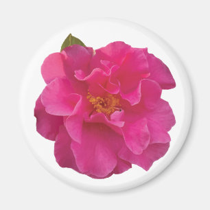 Aimant Camélia Réaliste Rose Fuchsia Fleurie