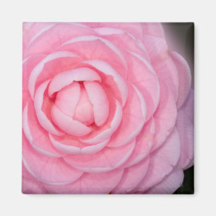 Aimant Camellia de perfection rose