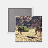 Aimant Camels dans le désert de Wadi Rum, le désert de Jo (Recto/Verso)