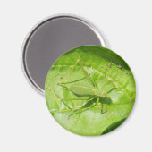 Aimant Camouflage de cricket vert (Recto/Verso)