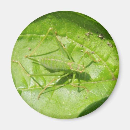 Aimant Camouflage de cricket vert (Devant)