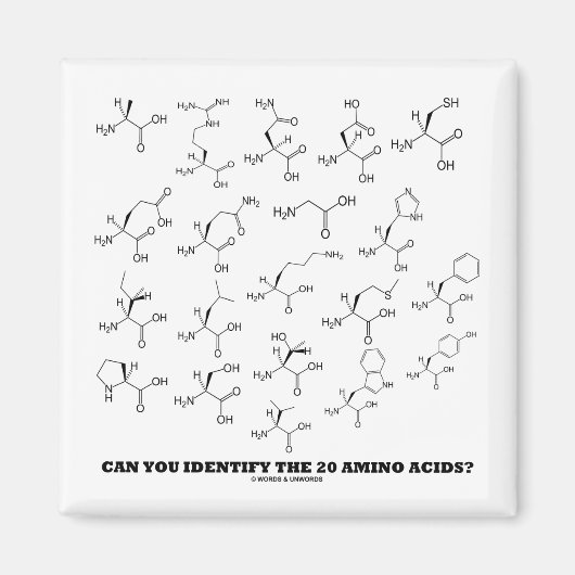 Aimant Can You Identify The 20 Amino Acids ? (Chemistry) (Devant)