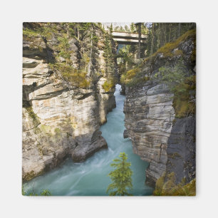 Aimant Canada, Alberta, parc national de Jasper, Athabasc