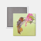 Aimant Canada, Colombie-Britannique, Colibri roux (Recto/Verso)