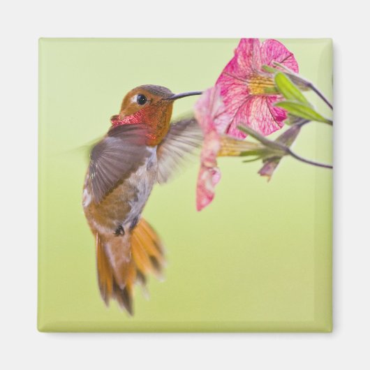 Aimant Canada, Colombie-Britannique, Colibri roux (Devant)