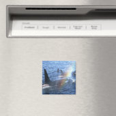 Aimant Canada, Colombie-Britannique, Johnstone Straight, (In Situ (Lave-vaisselle))